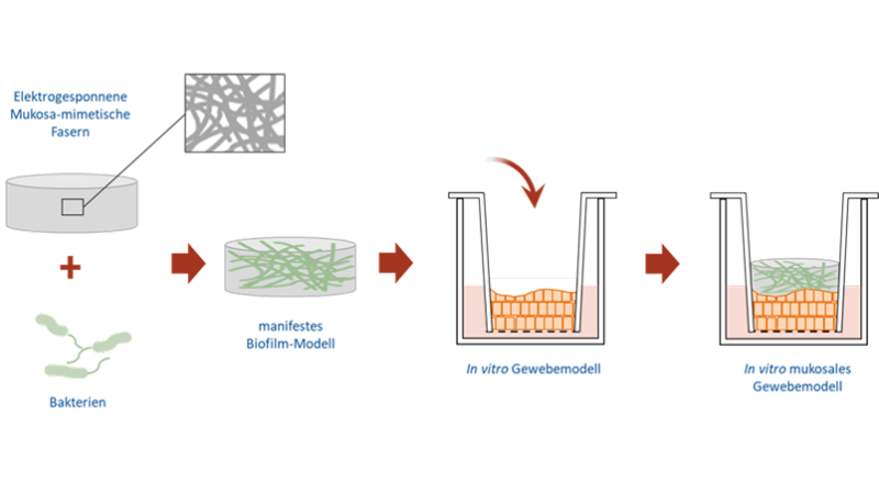 Schematische Darstellung der geplanten In-vitro-Biofilm-Modelle der humanen Mukosa.